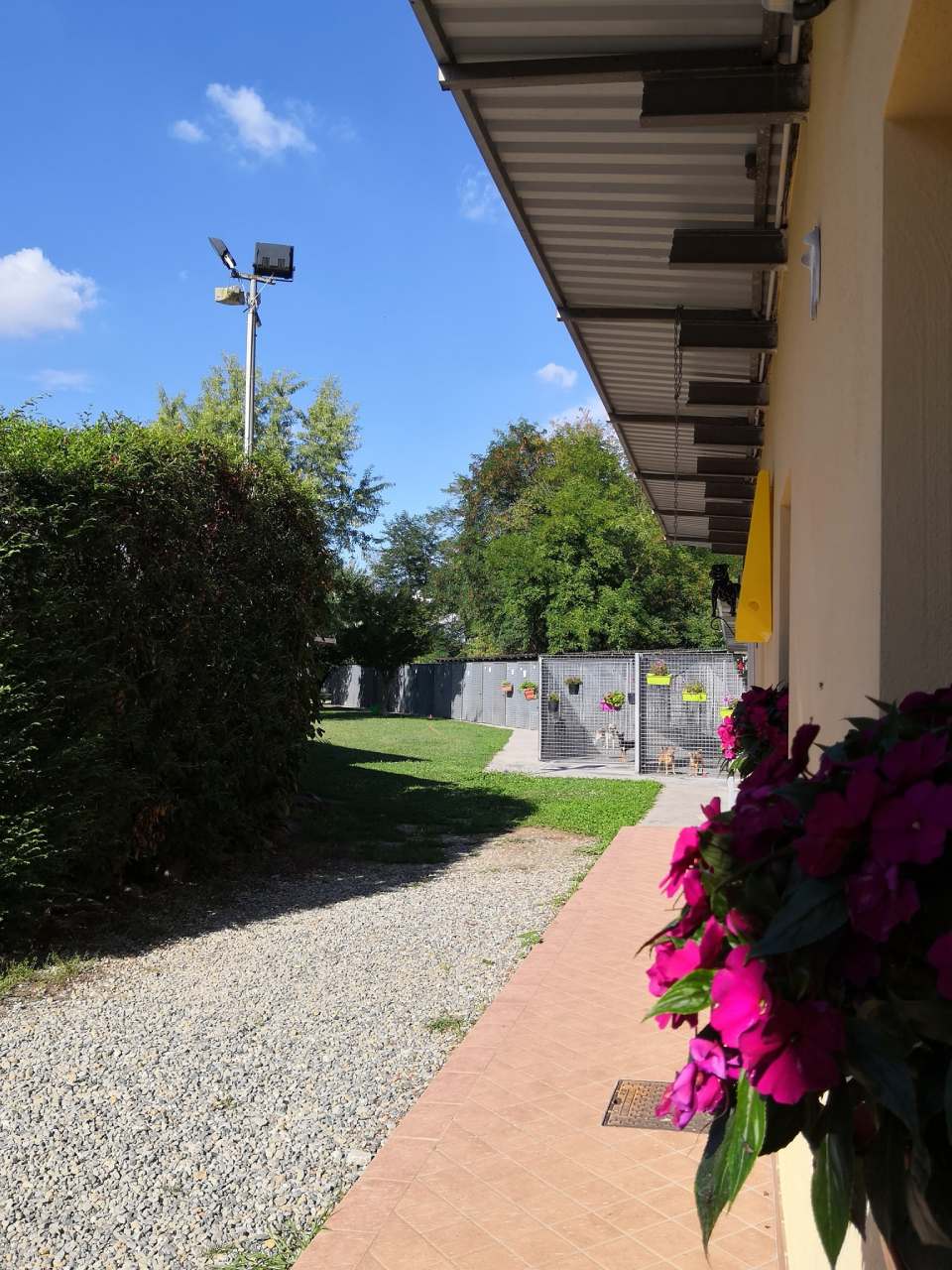 pensione per cani con spazio all'aperto