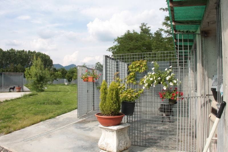 piante in vaso all'aperto in una pensione per cani