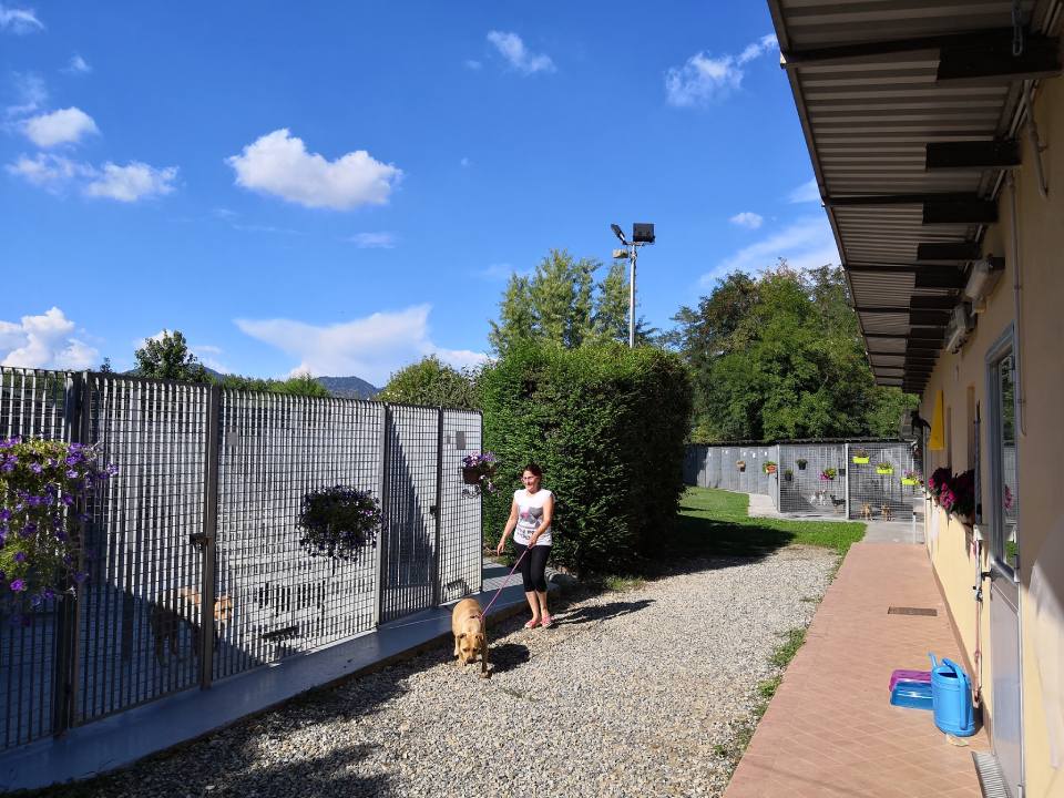 cane al guinzaglio in una pensione per cani