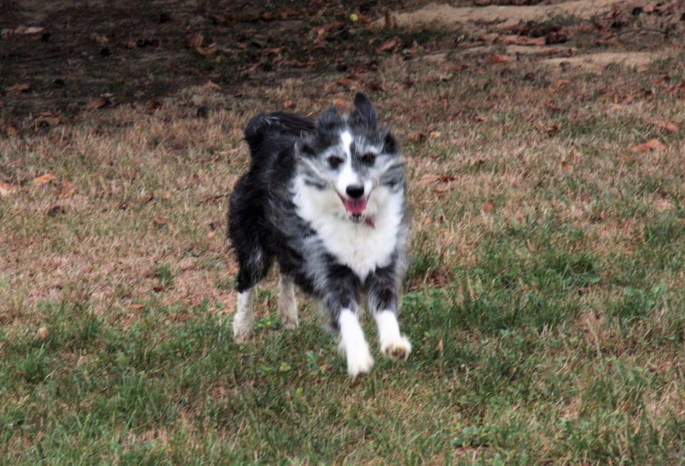 cane bianco e nero a pelo lungo che corre all'aperto