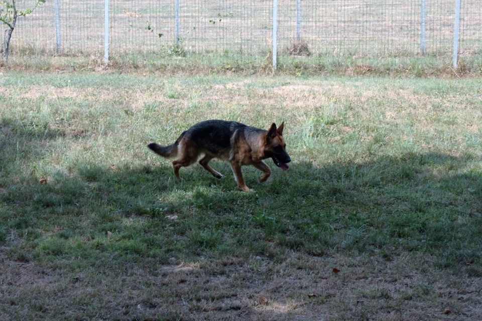 cane pastore tedesco in un'area verde