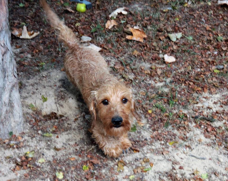 cane di piccola taglia che gioca tra le foglie