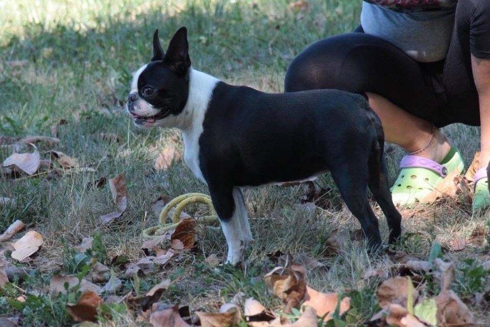 bulldog francese bianco e nero all'aperto