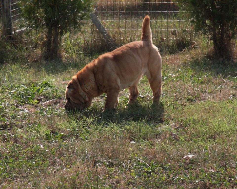cane beige all'aperto