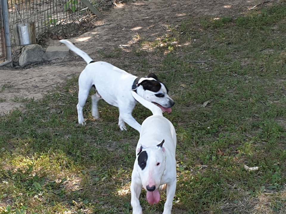 due cani bianchi e neri all'aperto