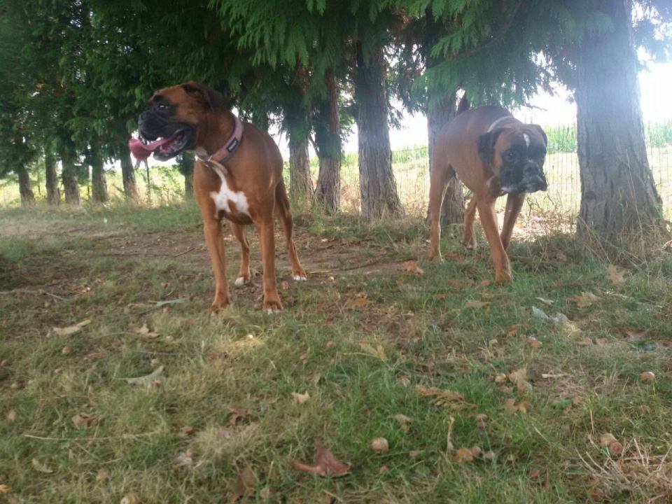 due cani marroni di taglia medio-grande all'aperto