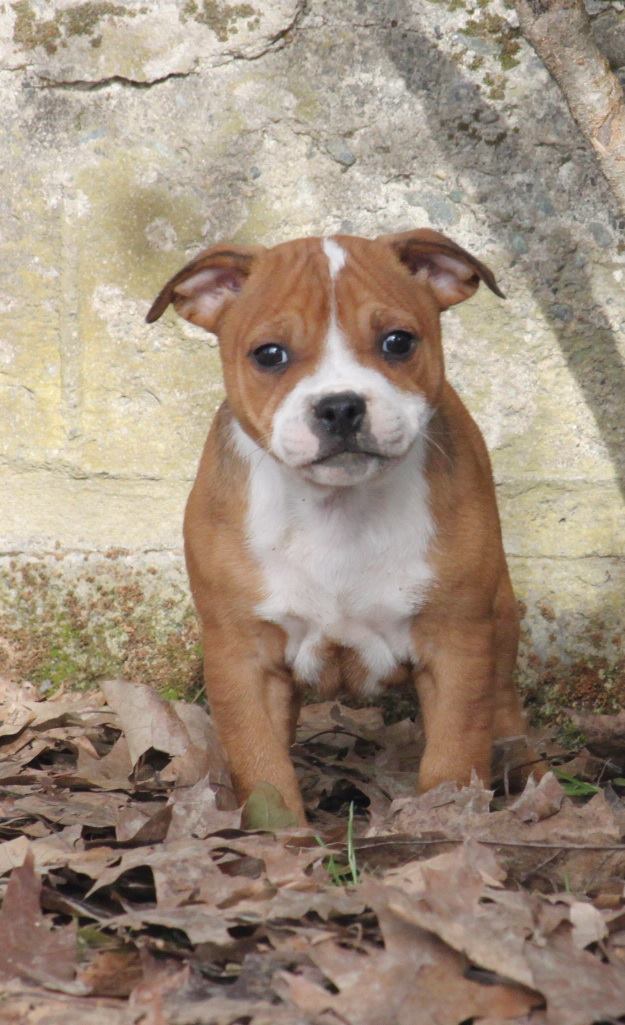 cane beige e bianco di taglia media