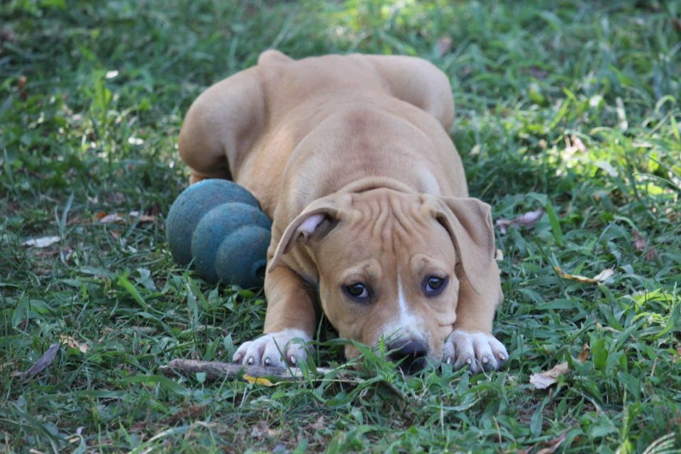 cane beige di taglia media