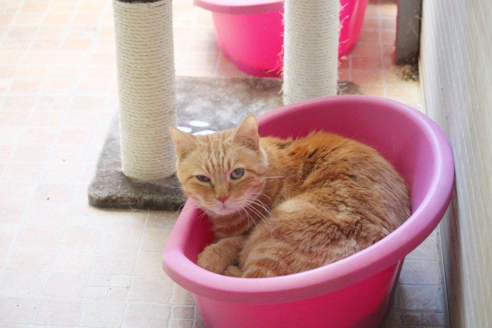 gatto arancione dentro bacinella rosa