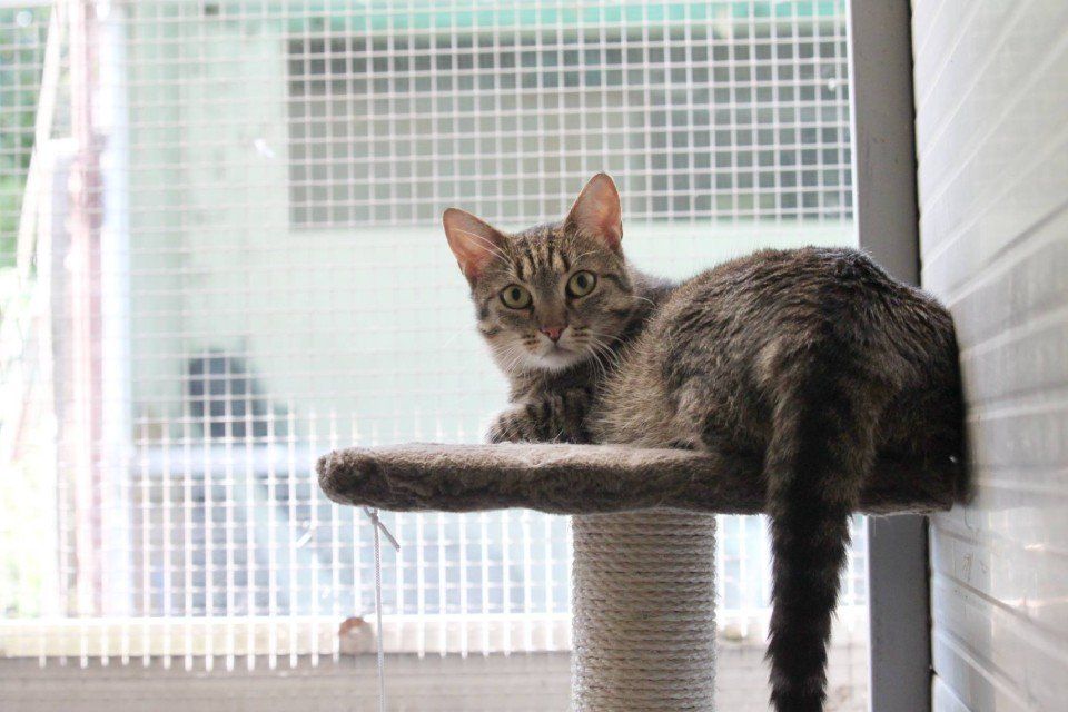 gatto grigio tigrato su un tiragraffi a torre