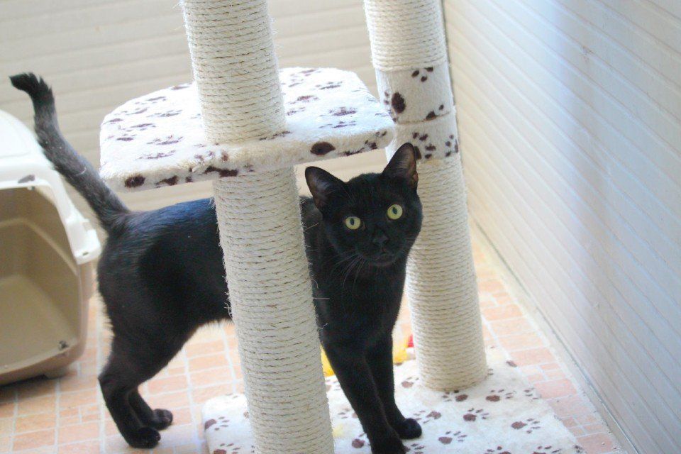 gatto nero vicino a un tiragraffi a torre