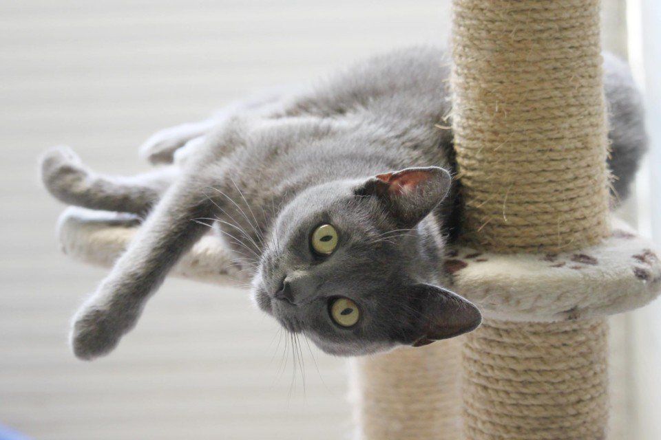 gatto grigio coricato in un tiragraffi a torre