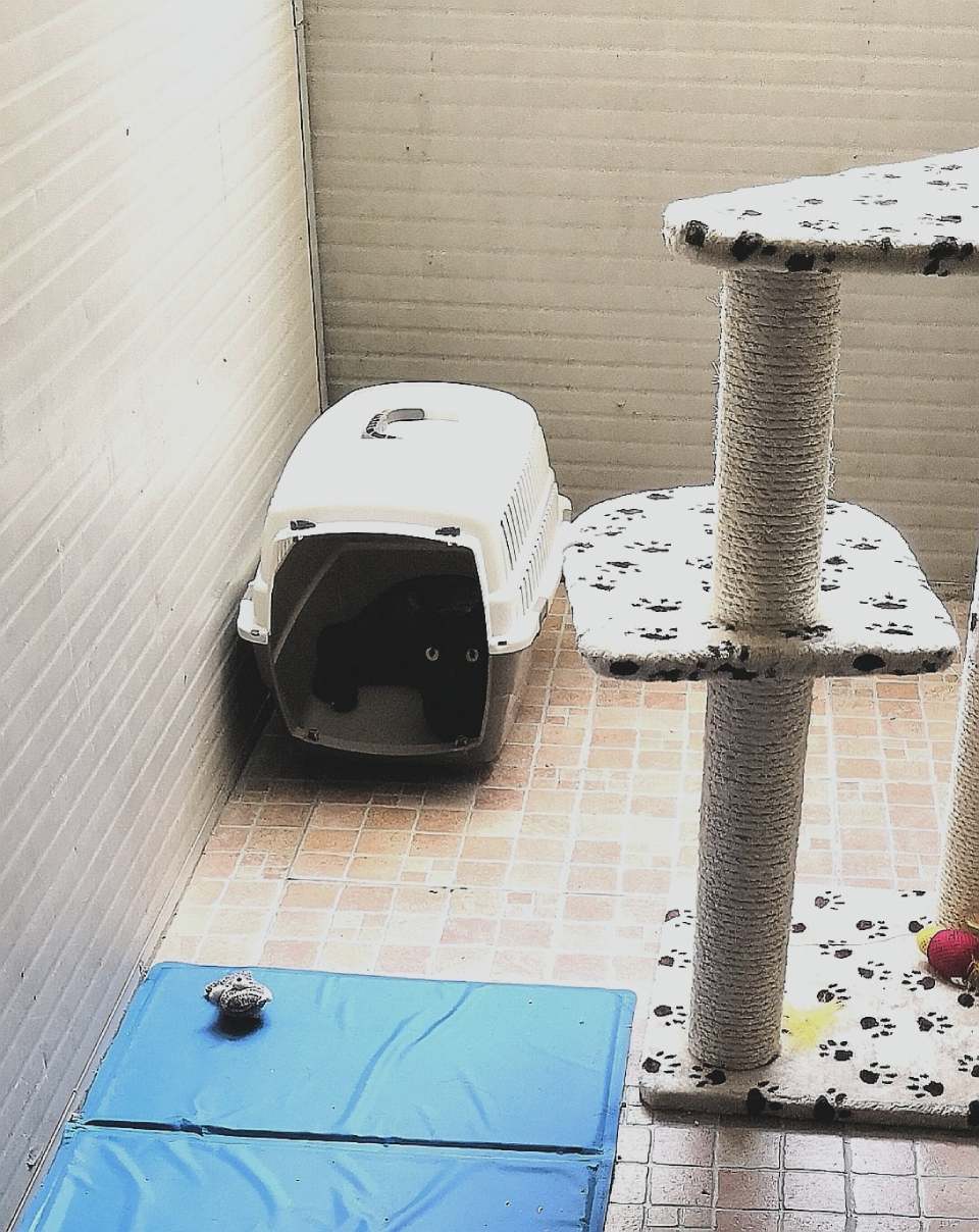 gatto nero dentro trasportino con tiragraffi vicino