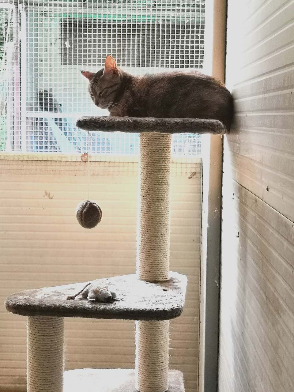 gatto su tiragraffi a torre