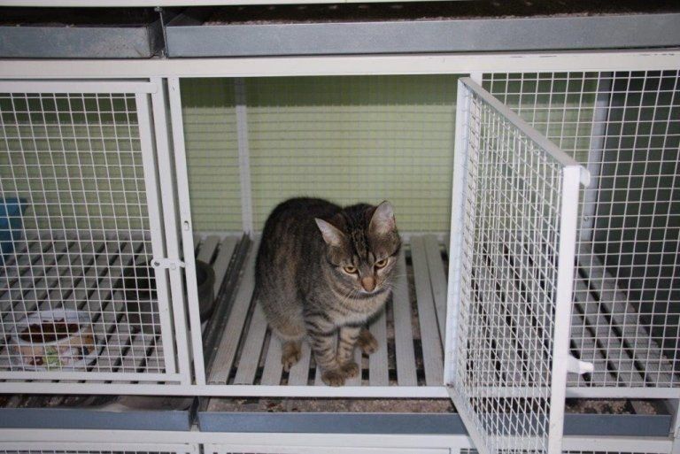 gatto grigio tigrato dentro gabbia aperta