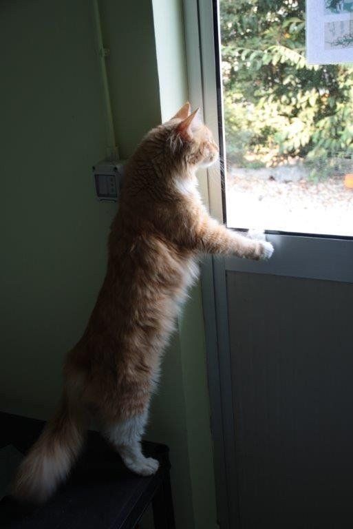 gatto che guarda fuori dalla finestra