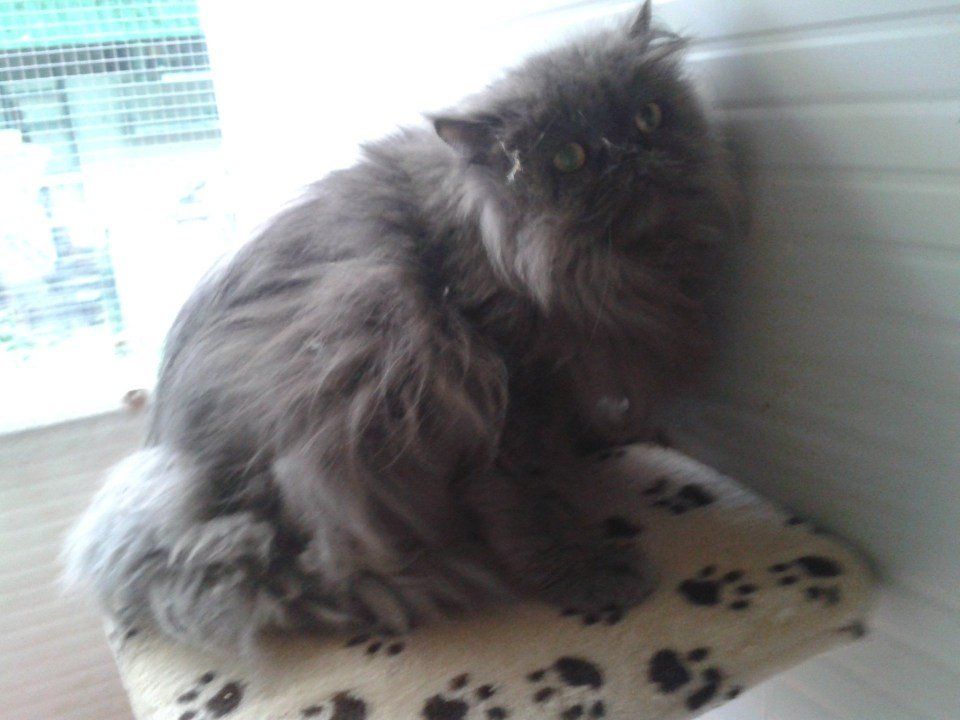 gatto grigio a pelo lungo