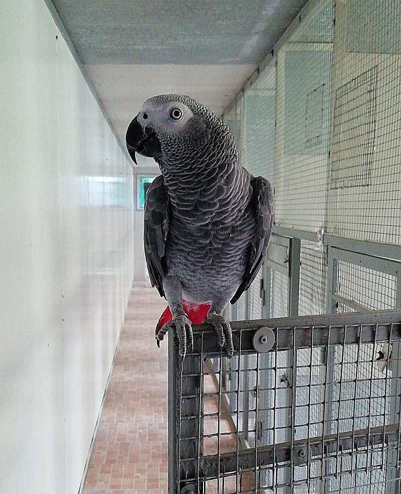 pappagallo grigio