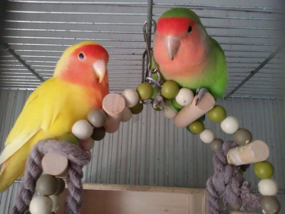 coppia di pappagallini colorati