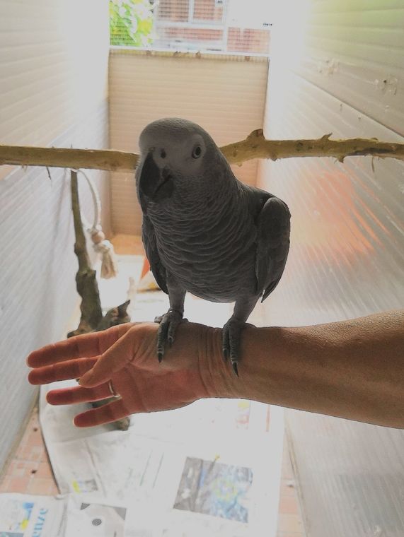 pappagallo posato su un polso