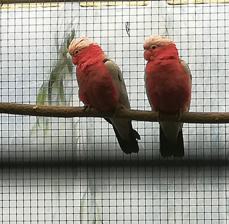 due pappagallini su un ramo dentro una gabbia