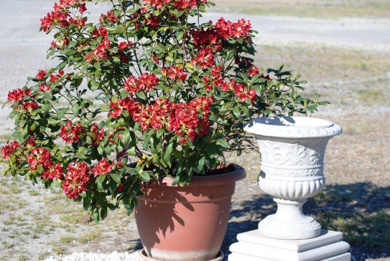 Vaso in cemento armato tipo Calice Palmette