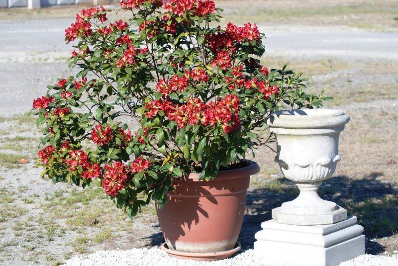 Vaso in cemento armato tipo Casale