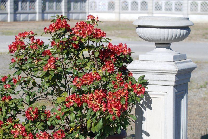 Vaso in cemento armato tipo Torriglia