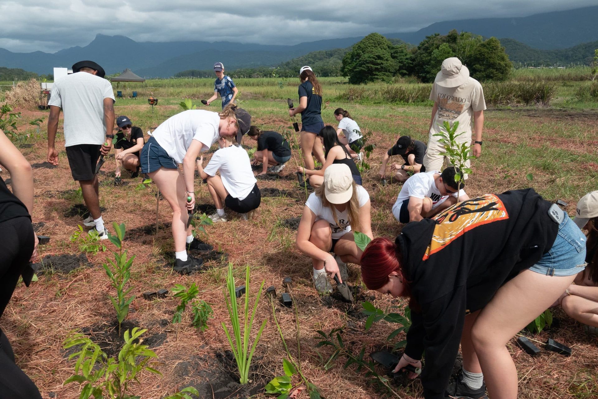 People planting seedlings in a field with mountains in the background under a cloudy sky.