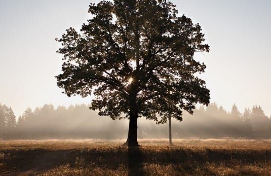 Silhouette of a tree in a field, sun peeking through the leaves; hazy forest in the background.