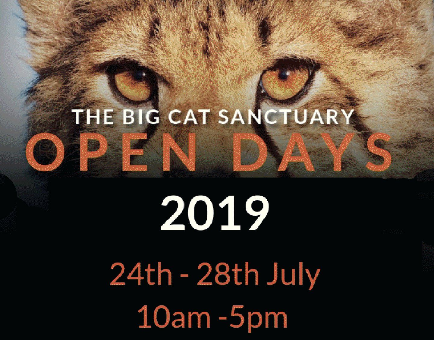 Big Cat Sanctuary Open Day with Catnap Stories