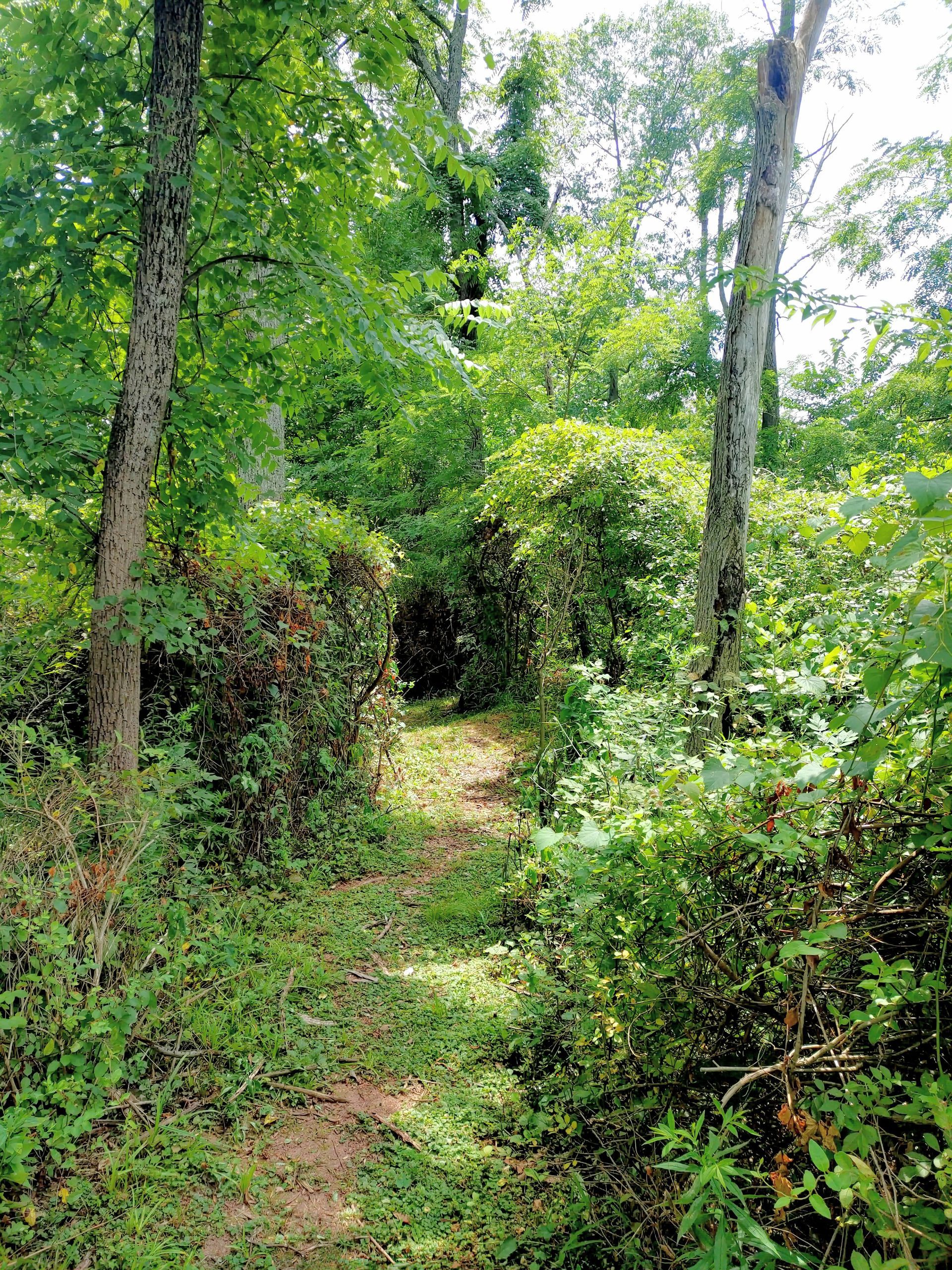 A path in the middle of a forest surrounded by trees and bushes.