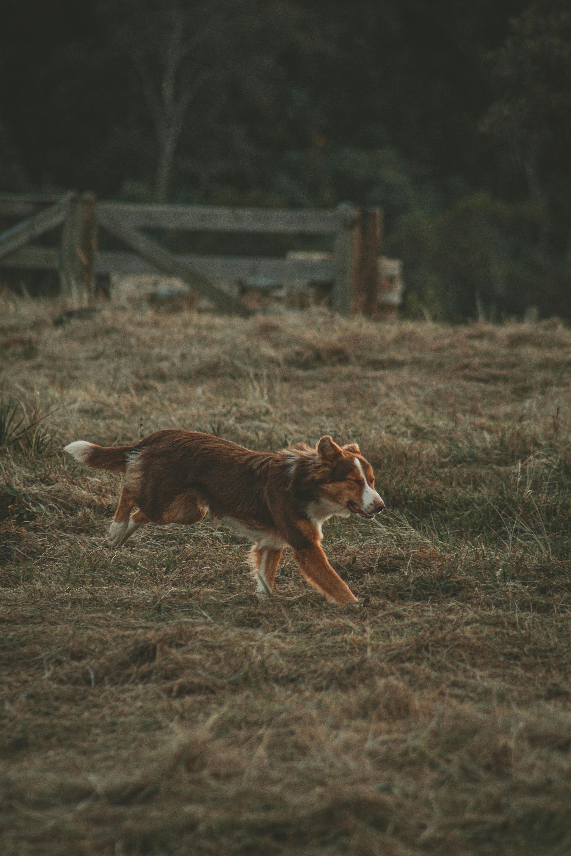 A brown and white dog is running through a field.