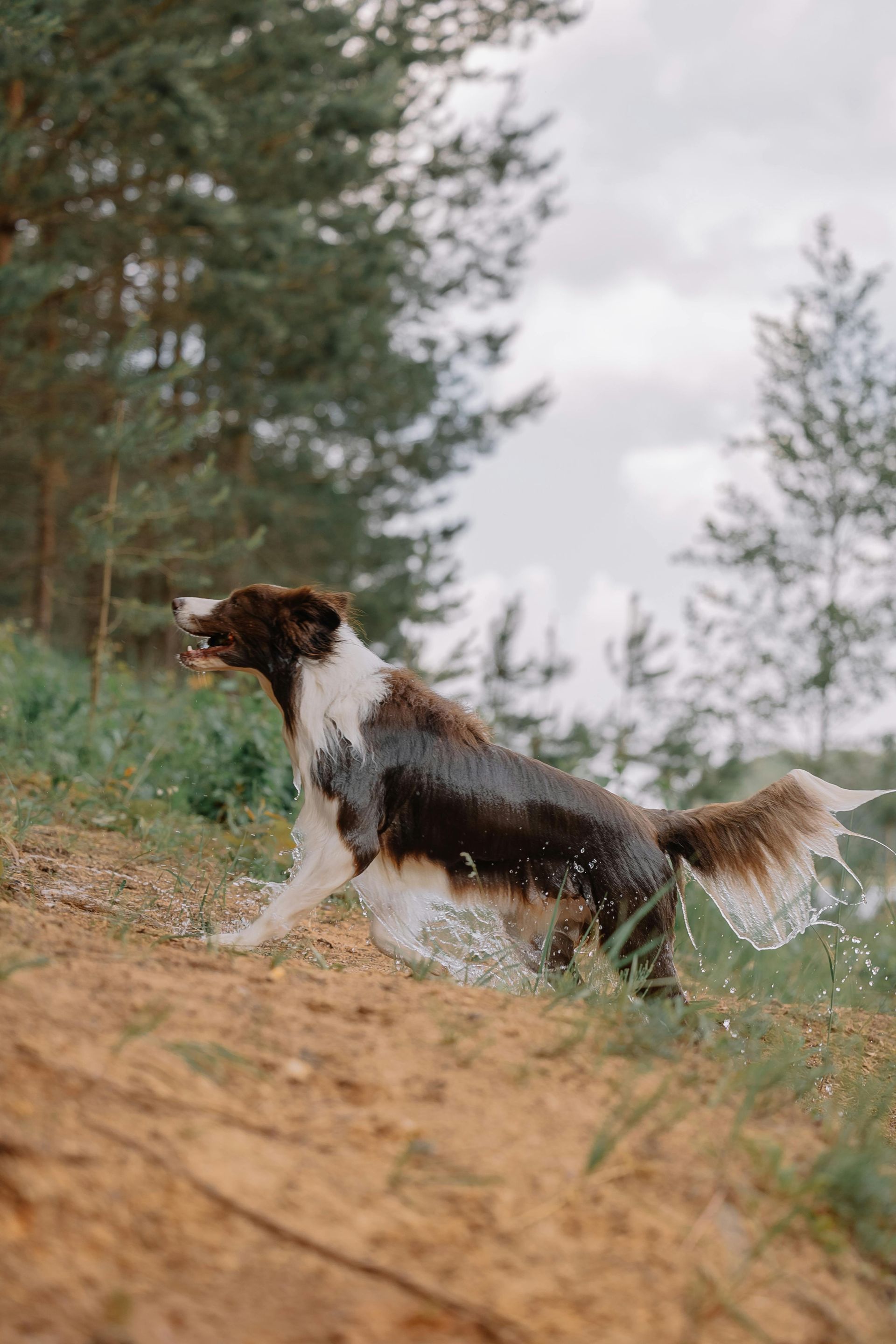 A brown and white dog is running on a dirt road in the woods.