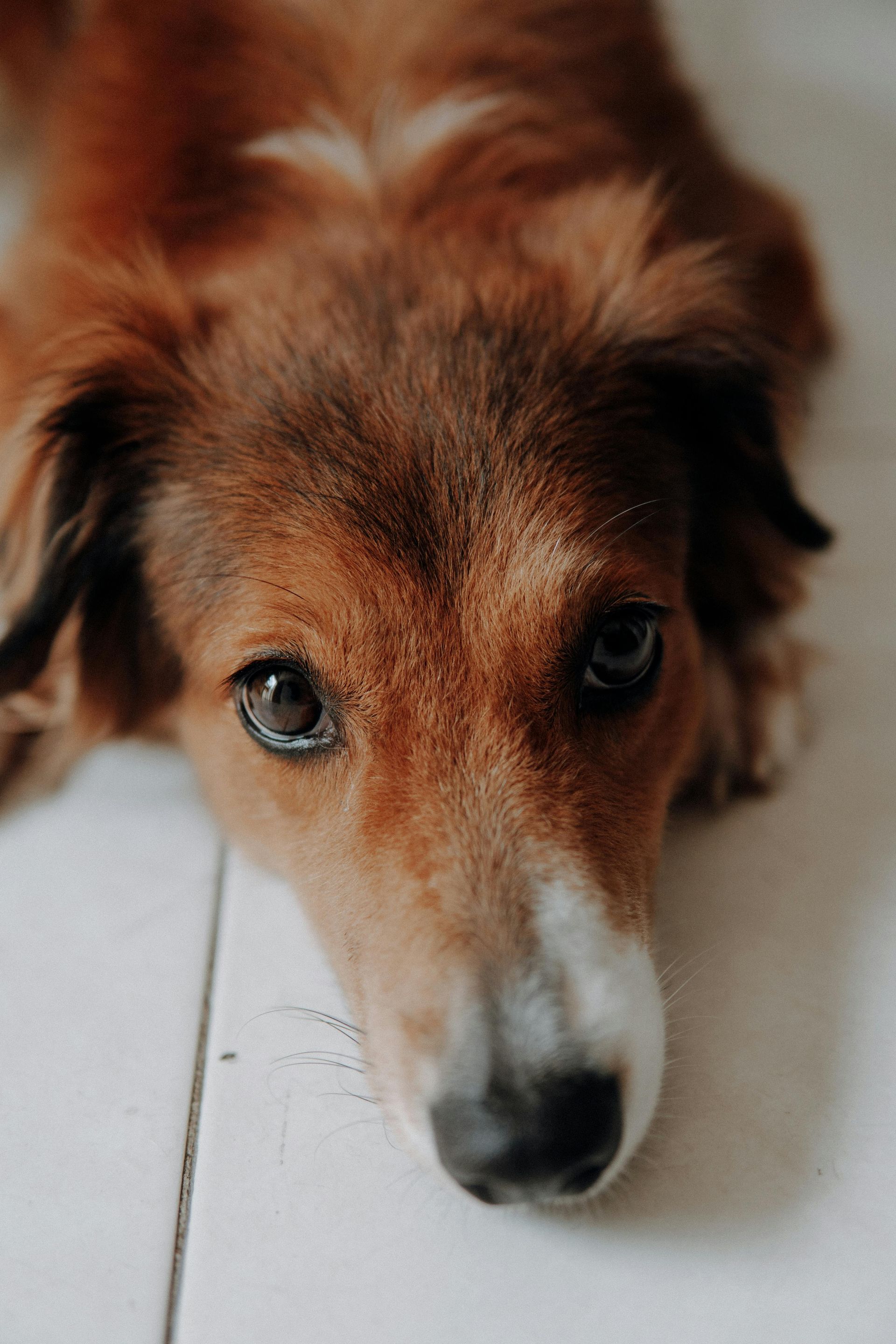 A brown and white dog is laying on its back on a white wooden floor.