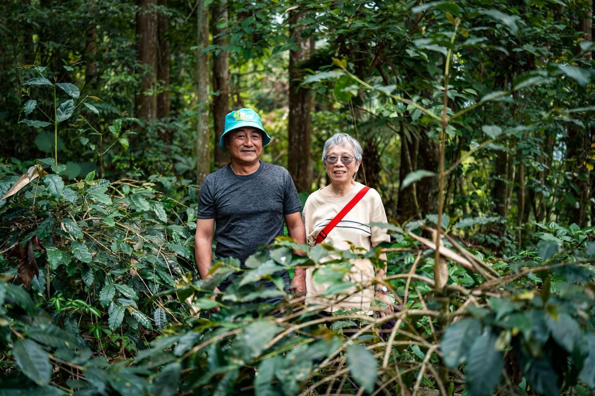 戶外,白色山茶花,花心黃色,周圍環繞著綠葉。