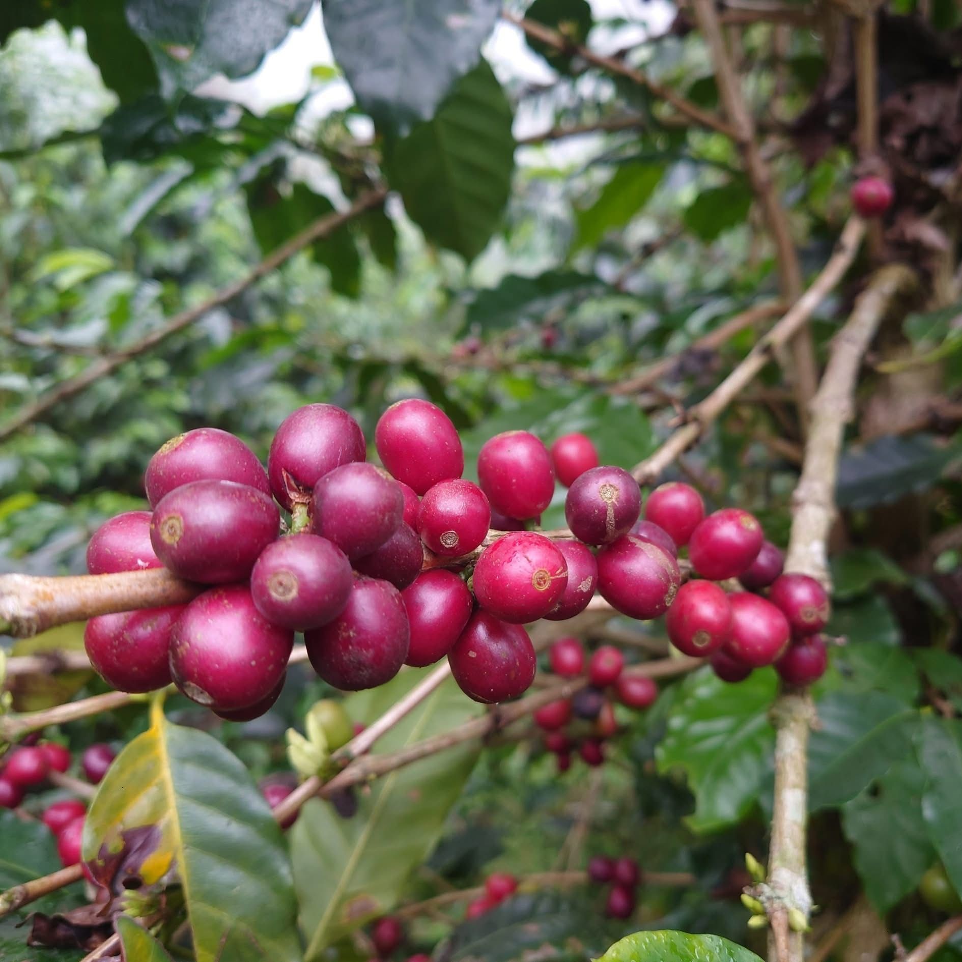 一串紅色漿果掛在樹枝上