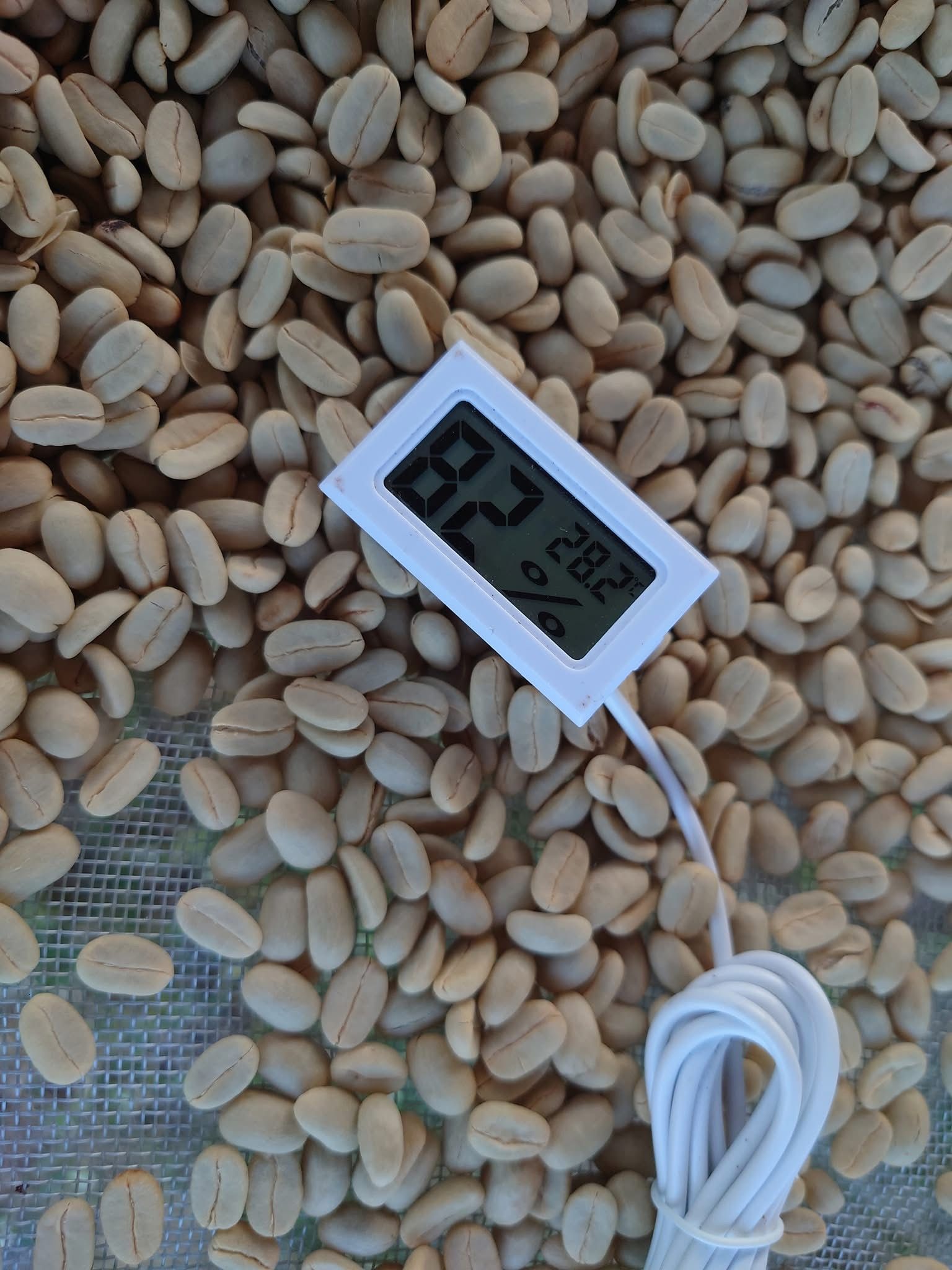 一串紅色漿果掛在樹枝上