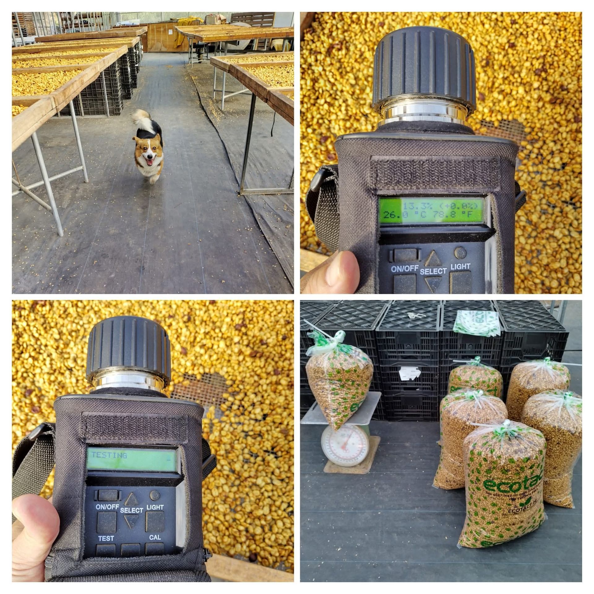 棕色的桌子上,放著一杯盛著琥珀色液體的茶杯,旁邊放著一個裝滿茶葉的玻璃茶壺。