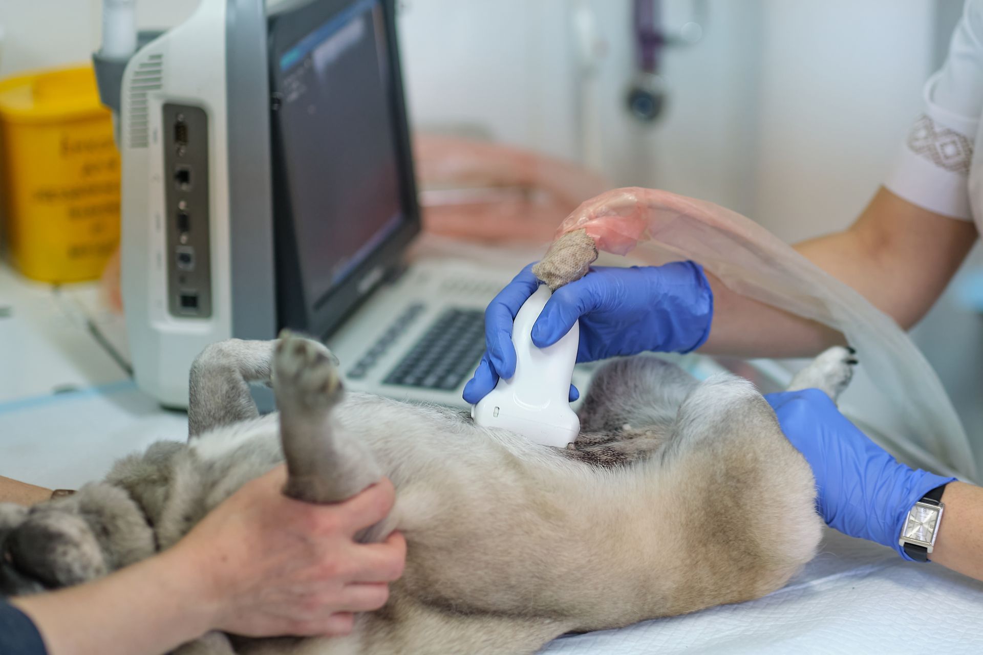 Cane sottoposto a ecografia presso una clinica veterinaria.