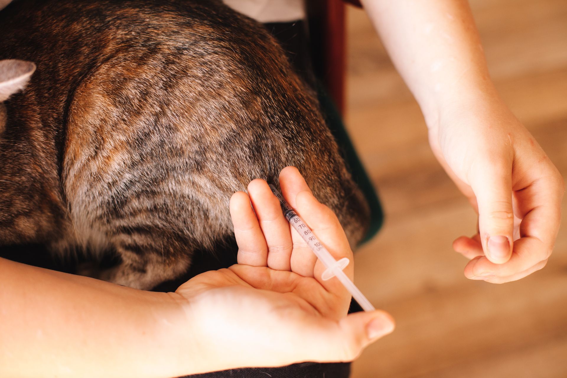Mani che tengono una siringa, pronte a somministrare un'iniezione a un gatto soriano.