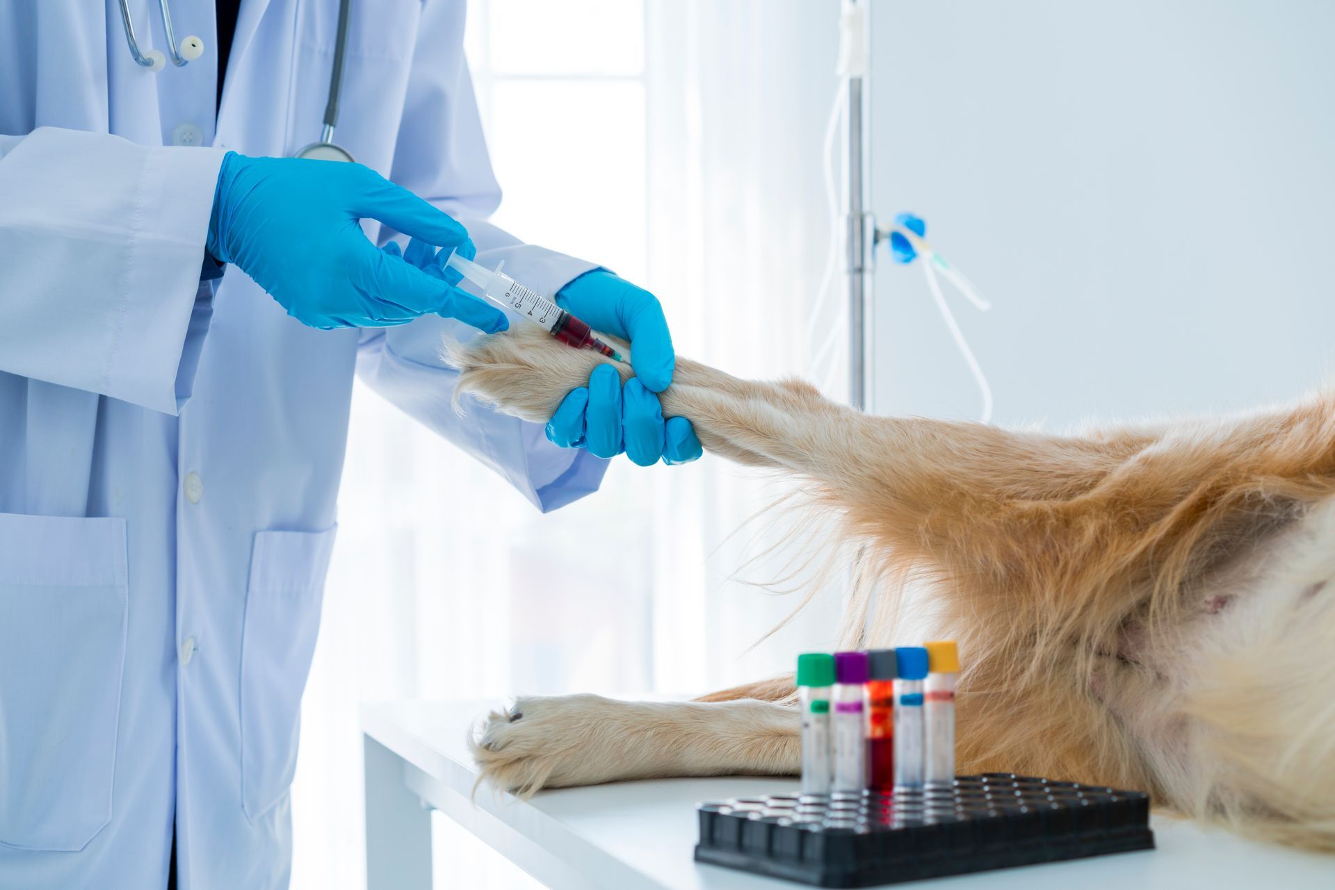 Veterinario che preleva il sangue dalla zampa di un Golden Retriever in una clinica. Un vassoio pieno di fiale è lì vicino.