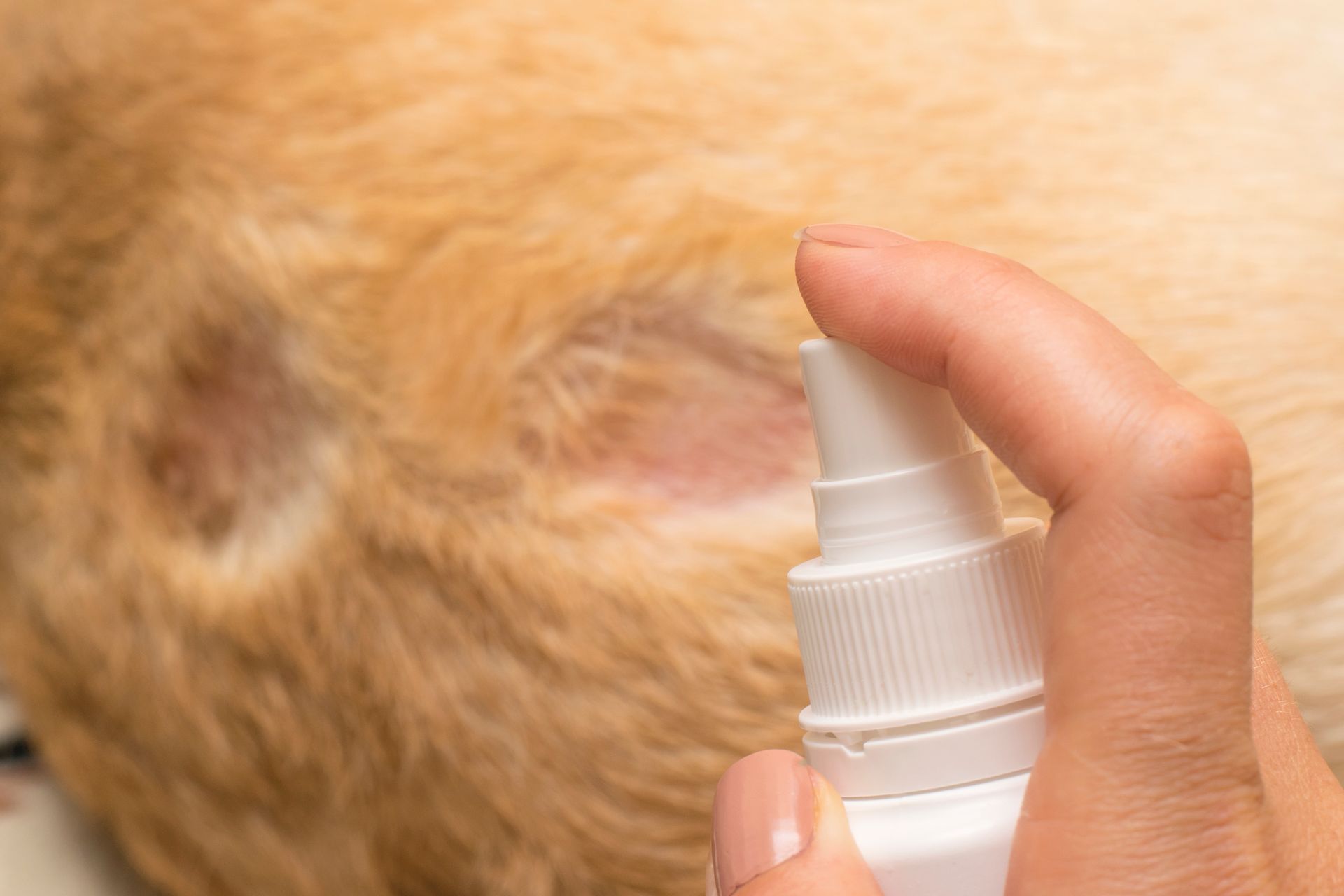 Persona che spruzza una bottiglia bianca sul pelo di un cane, vicino alle chiazze di pelo mancante.
