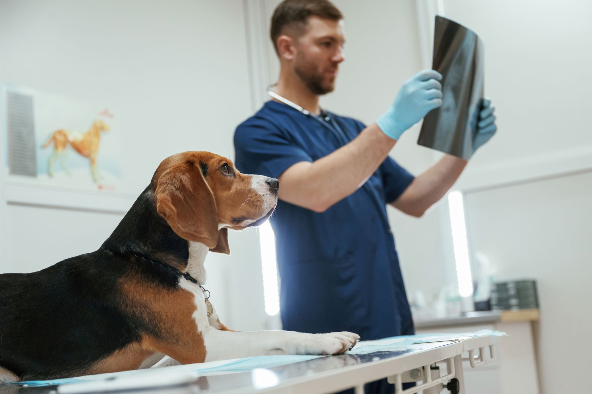 Un cane nell'ambulatorio del veterinario osserva un veterinario in camice blu che esamina una radiografia, probabilmente sul lettino.