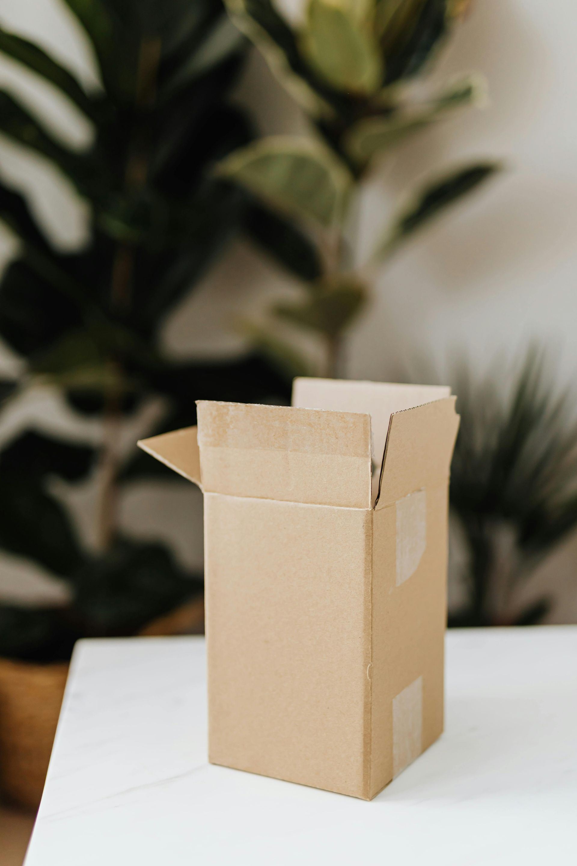 Cardboard box, open on a white surface, with a leafy green plant in the background.