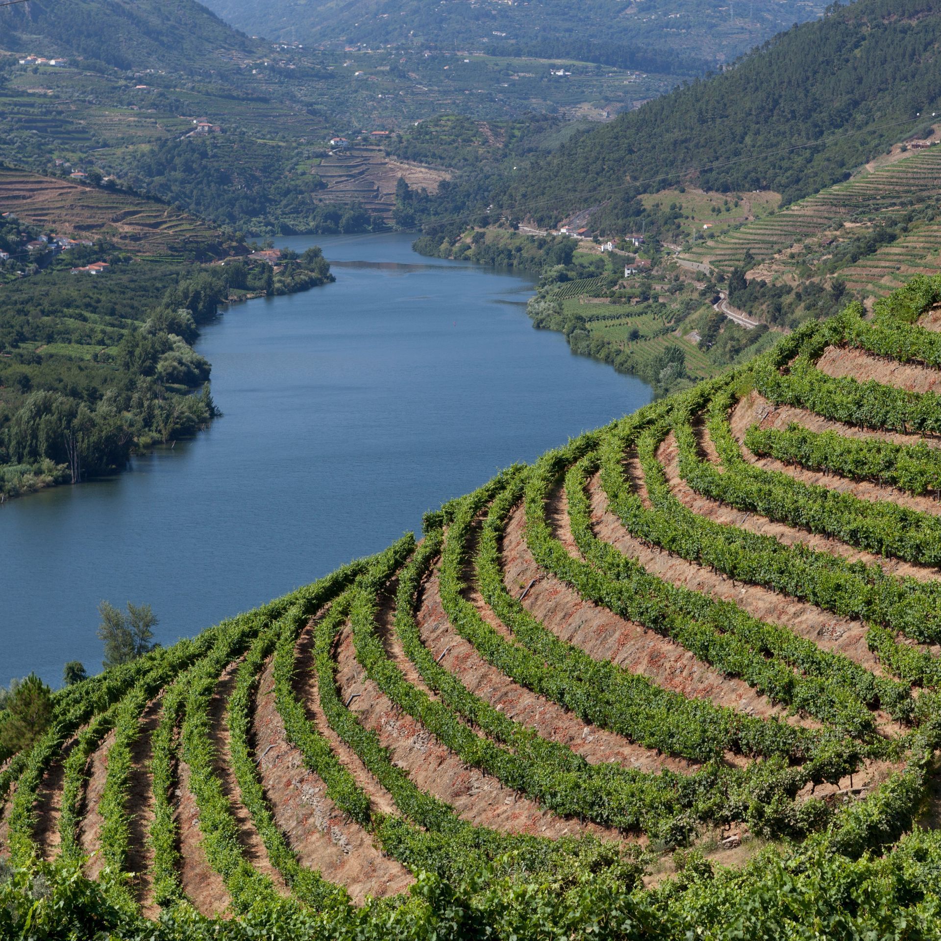 View of Douro Valley, terraced vineyards