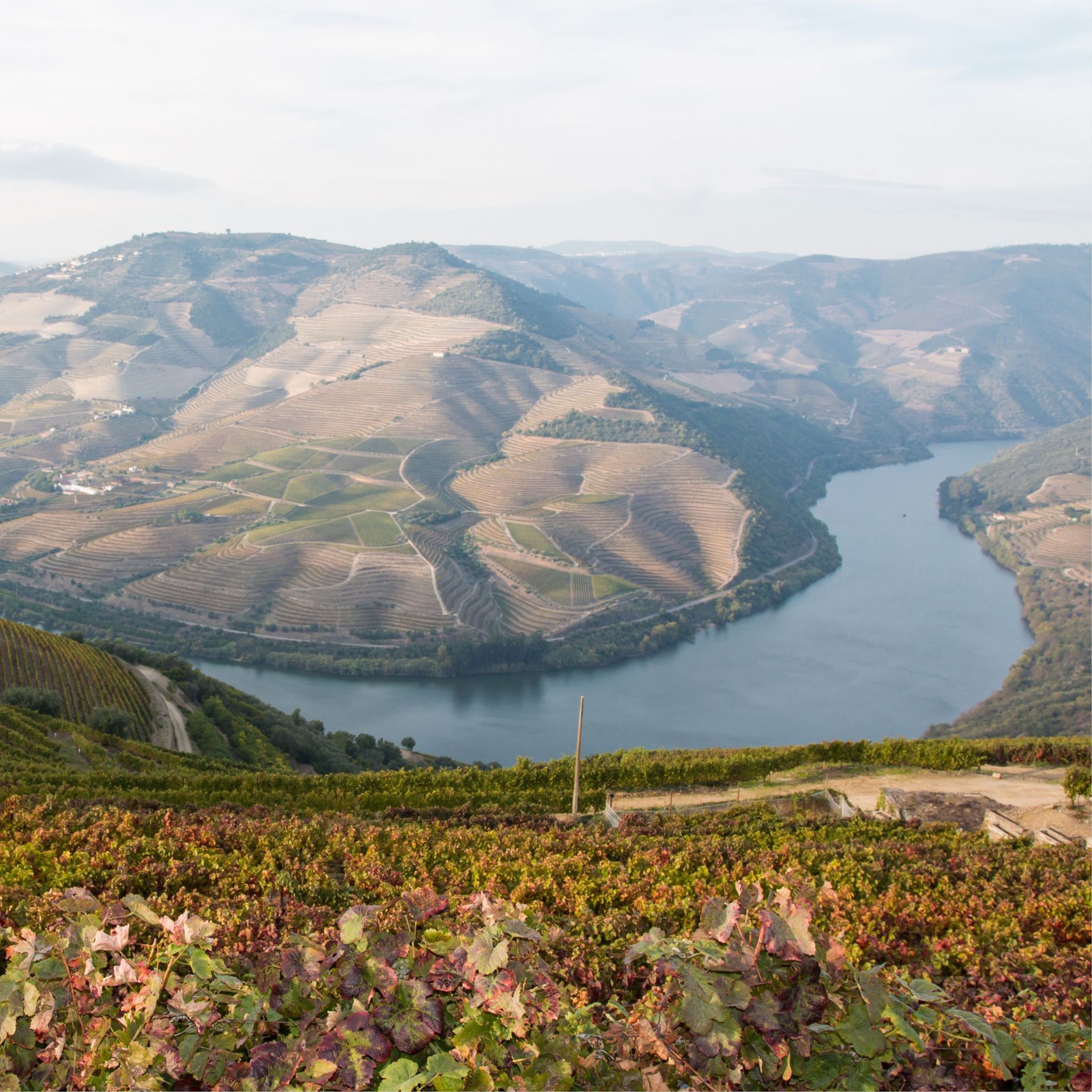 View of Douro Valley, surrounded by vineyards and hills