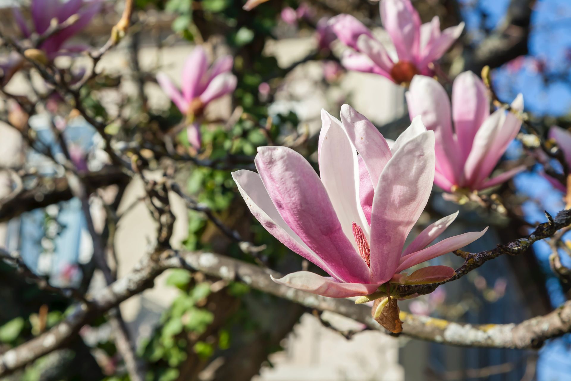 Magnolia Tree at Casa Kala