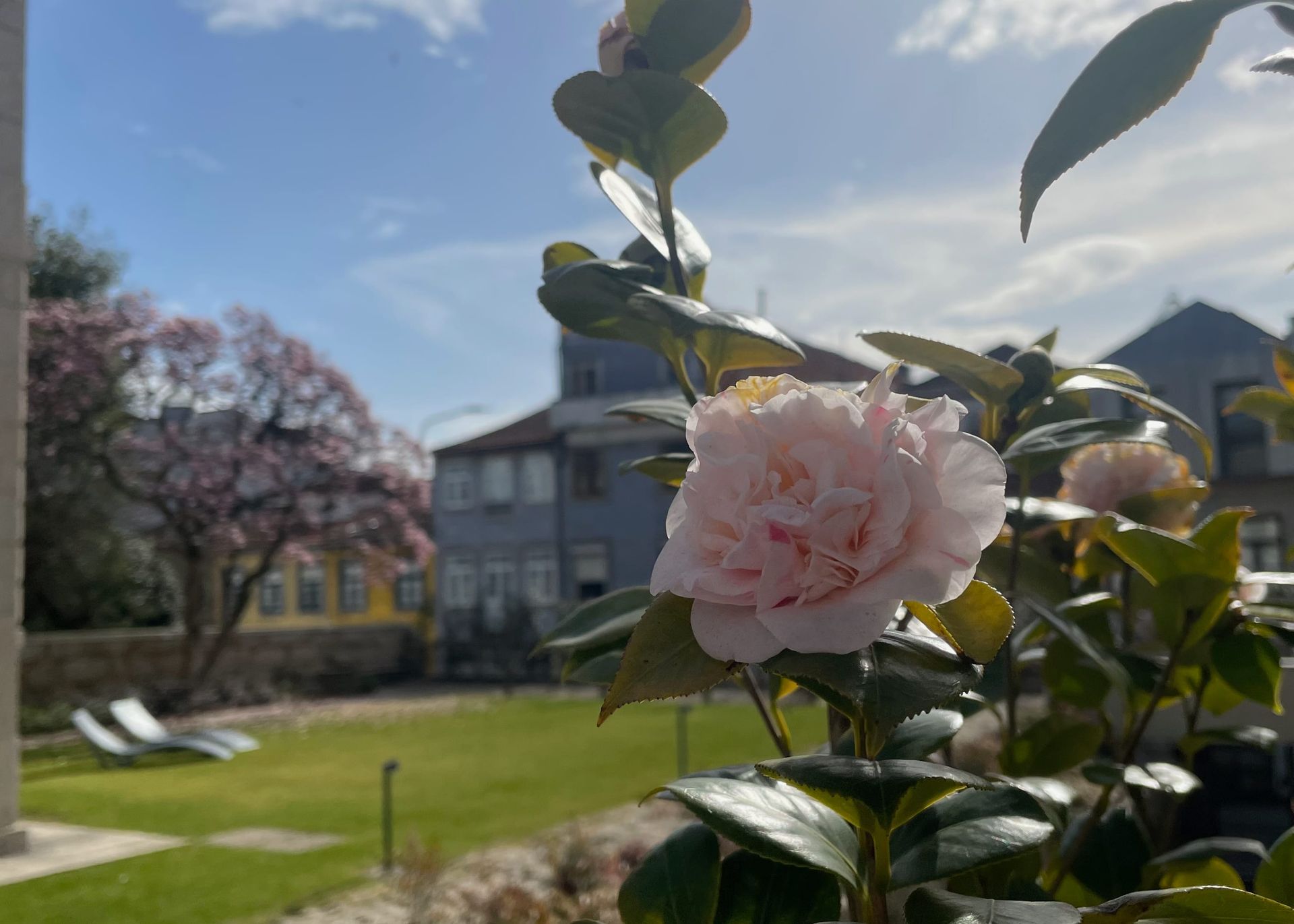 Camelias blooming at Casa Kala