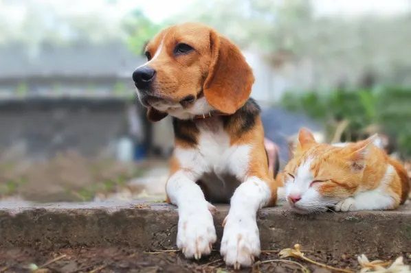 A dog and a cat are sitting next to each other on a sidewalk.